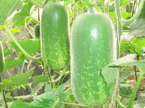 惠聪吃瓜视频大全,揭秘娱乐圈幕后故事