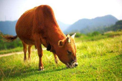 黄牛可以吃小瓜吗视频,揭秘动物饮食之谜