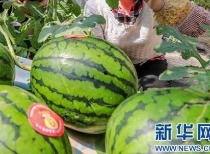 泰安吃瓜事件最新消息视频,最新视频揭露惊人内幕