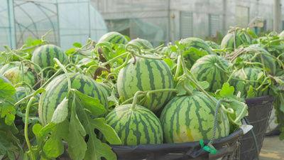 拿西瓜吃瓜视频素材,跟随拿瓜吃瓜视频，尽享夏日清凉时光