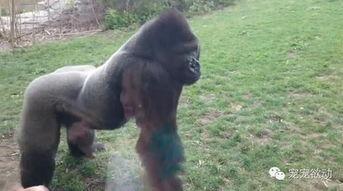 女孩吃瓜变猩猩视频,惊悚视频引发热议