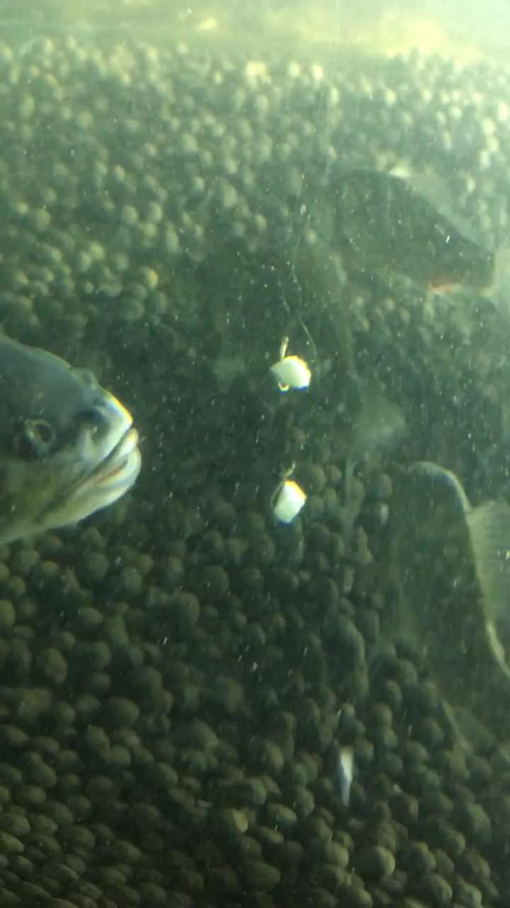 吃瓜小鱼视频,短视频中的趣味生活瞬间