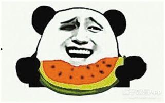 吃瓜群众碰拳二哈视频,萌宠搞笑瞬间引网友热议