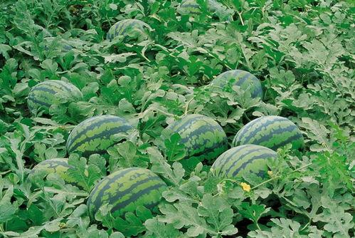 农村吃福寿瓜视频播放,农村田园生活视频播放引关注